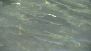 Sockeye disappear from the river ecosystem.